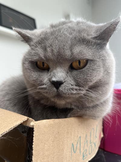 Room wanted in New York Main Photo