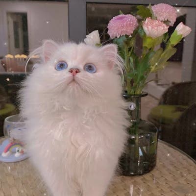 Professional Female seeks a large room Main Photo