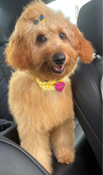 Room wanted in FL (Florida) Main Photo