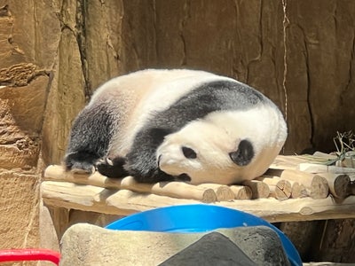 Room wanted in San Diego Main Photo