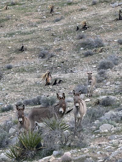 Room wanted in Las Vegas Main Photo