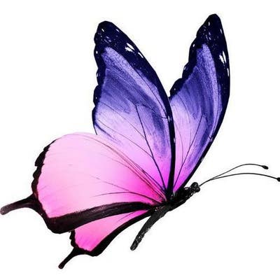 Responsible female looking for West LA room Main Photo