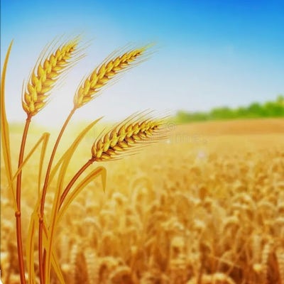 Room wanted in Austin, TX Main Photo