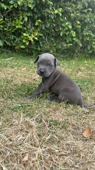 26 year old female looking for room in LA Main Photo