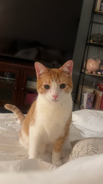 Student looking for a room in Los Angeles Main Photo