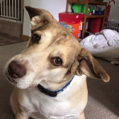 Room wanted in Kissimmee, FL Main Photo