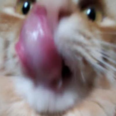 Room wanted in New Brunswick Main Photo