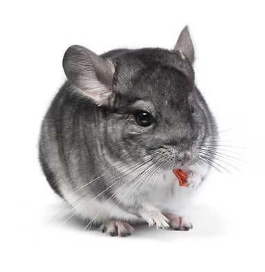 Room wanted in Bronx, NY Main Photo