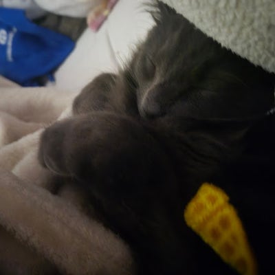 Room wanted in Allston, MA Main Photo