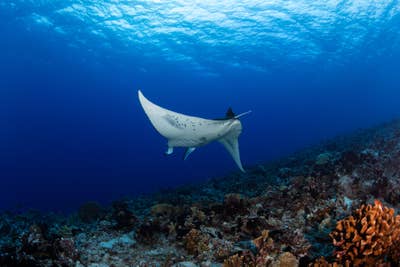 Room wanted in Chicago Loop, IL Main Photo