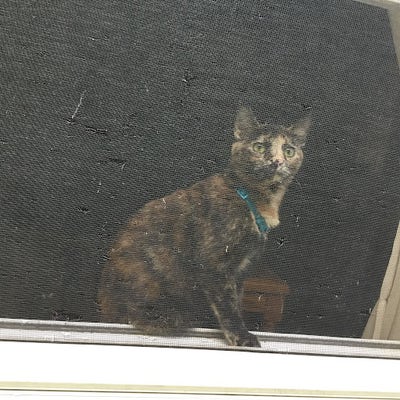 Room wanted in Chicago Main Photo