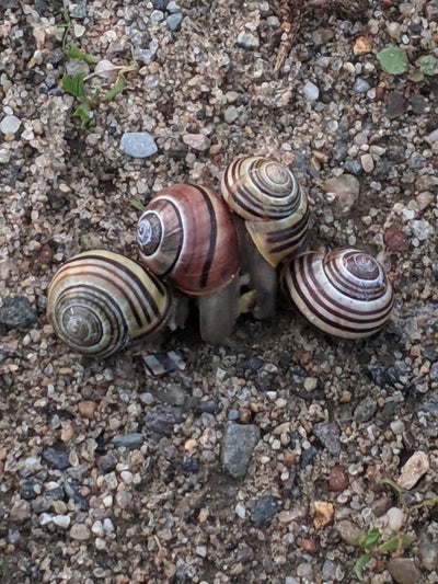 Room wanted in Weymouth, MA Main Photo