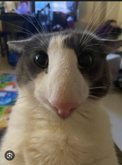 Room wanted in New York Main Photo