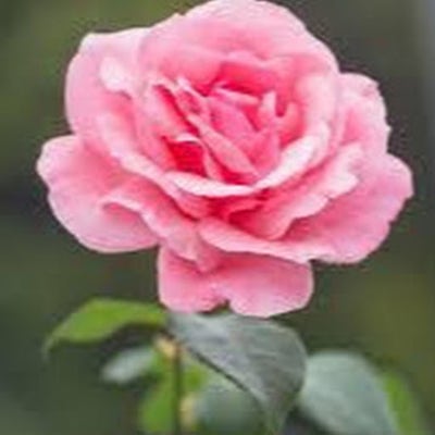 Room wanted in New York Main Photo