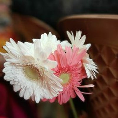 Room wanted in Richardson, TX Main Photo