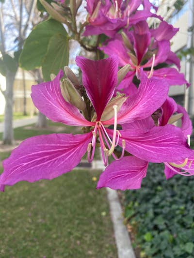 Room wanted in Northridge, Los Angeles, CA Main Photo