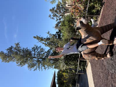 Room wanted in Mission Valley, CA Main Photo