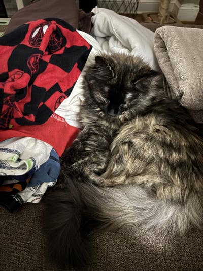 Room wanted in Bronx, NY Main Photo