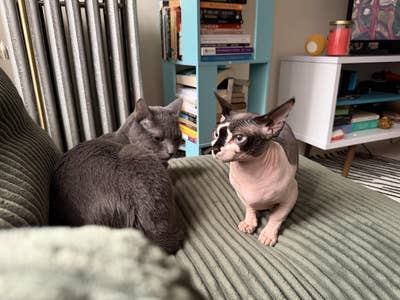 Room wanted in NYC Main Photo