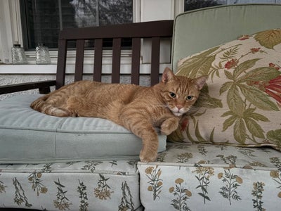 Responsible woman looking for Los Angeles room Main Photo