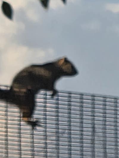  Female seeks a small or large room loves Cleans  Main Photo