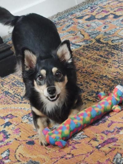 Room wanted in Seattle Main Photo