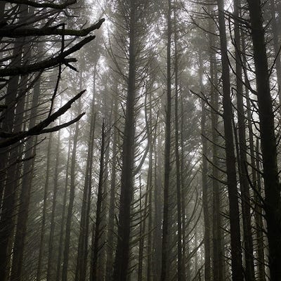 Room wanted in Logan Square, IL Main Photo