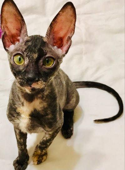 Room wanted in San Diego Main Photo