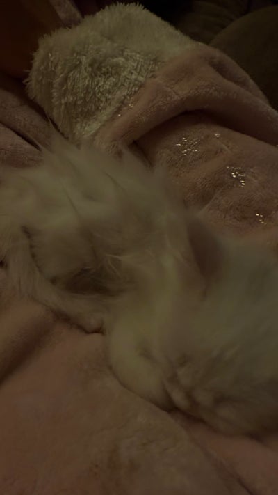 Room wanted in Harlem, Manhattan, NY Main Photo