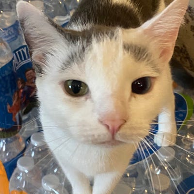 Reliable roommate looking for a room in Orange Main Photo