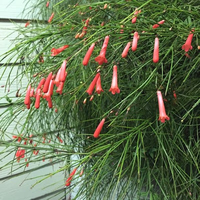 Room wanted in Tampa, FL Main Photo