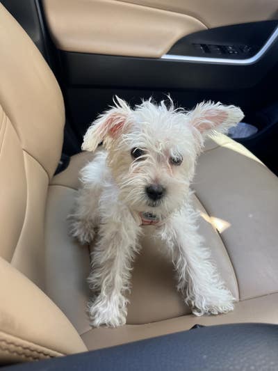 Room wanted in Austin, TX Main Photo