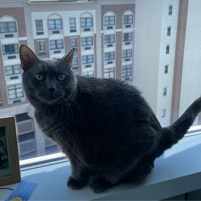 Room wanted in New Rochelle, NY Main Photo