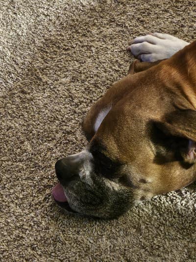 Female student looking for Westwood room now Main Photo