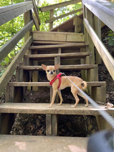 Room wanted in Detroit Main Photo