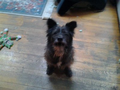 Room wanted in Boston, MA Main Photo