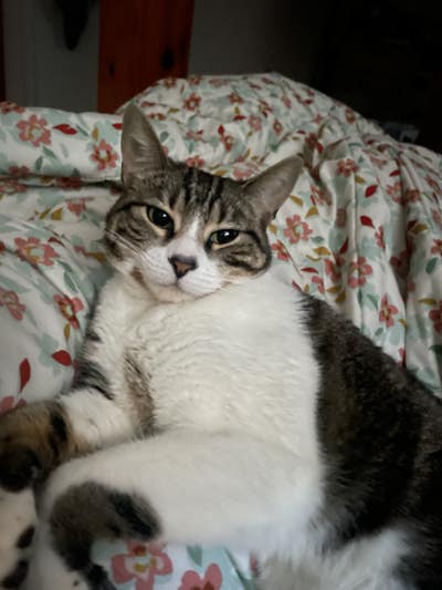 Room wanted in Jersey City, NJ Main Photo