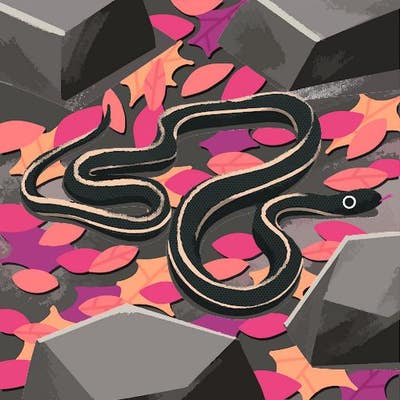 Room wanted in Richardson, TX Main Photo