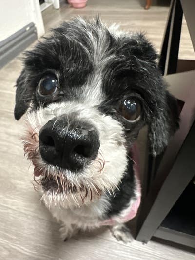 Room wanted in New York Main Photo