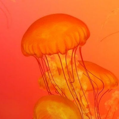 Room wanted in NYC Main Photo