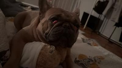 Room wanted in NYC Main Photo