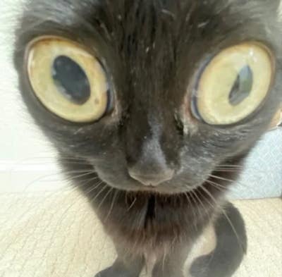 Room wanted in Orlando Main Photo