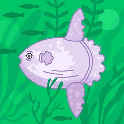 Room wanted in New Port Richey, FL Main Photo