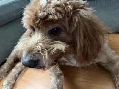 Room wanted in Washington D.C. Main Photo