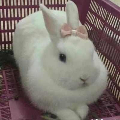 Room wanted in NYC Main Photo