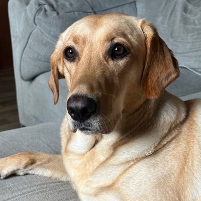 Room wanted in Philadelphia Main Photo