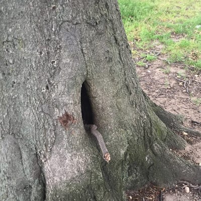 Room wanted in Stony Brook, NY Main Photo