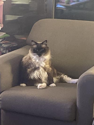 Room wanted in NYC Main Photo