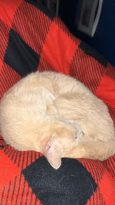 Room wanted in Michigan Main Photo