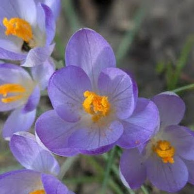 Room wanted in Grand Rapids, MI Main Photo